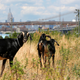 Nubian goats graze in New York’s Brooklyn Bridge Park in June 2016.